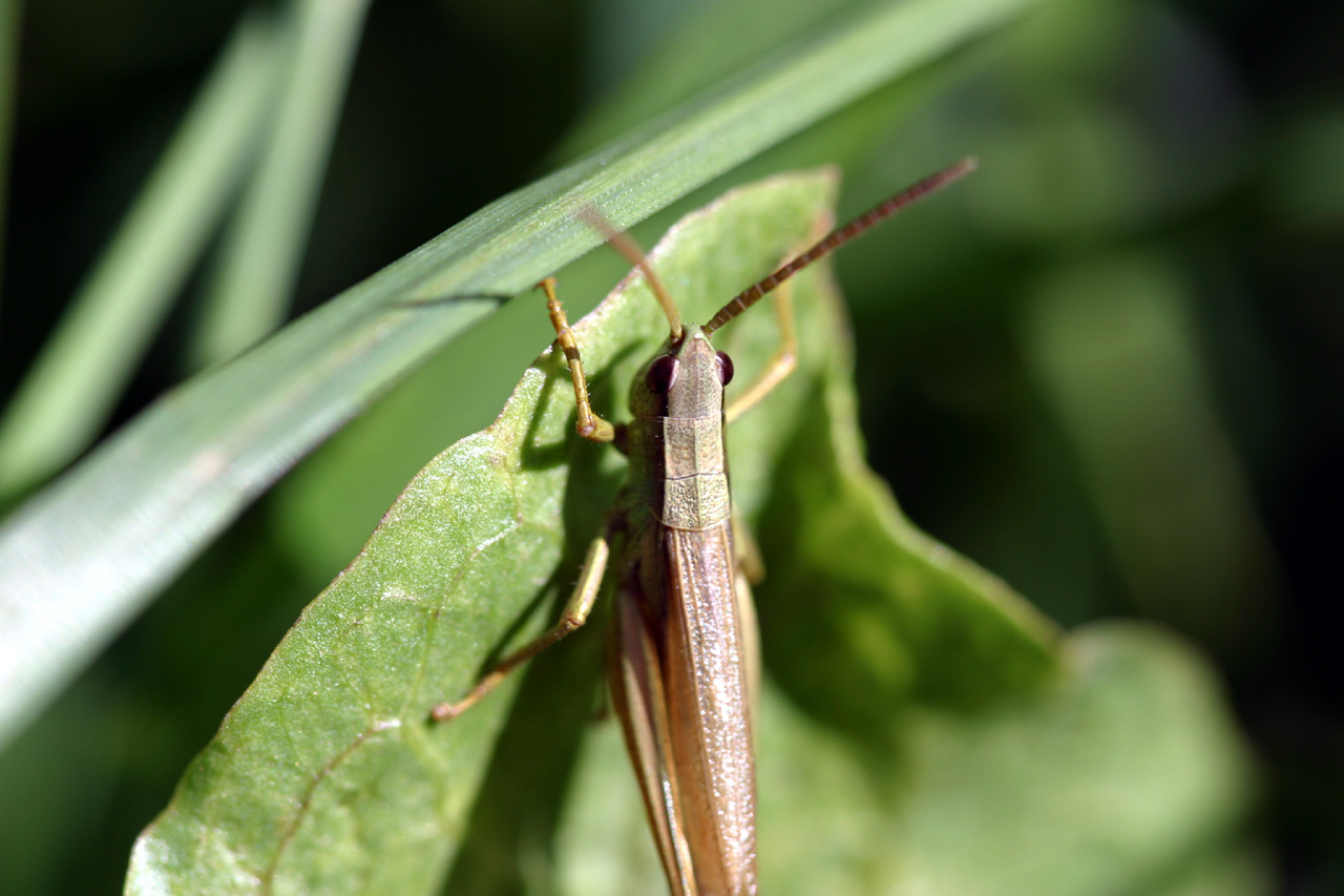 Finnish Grasshopper