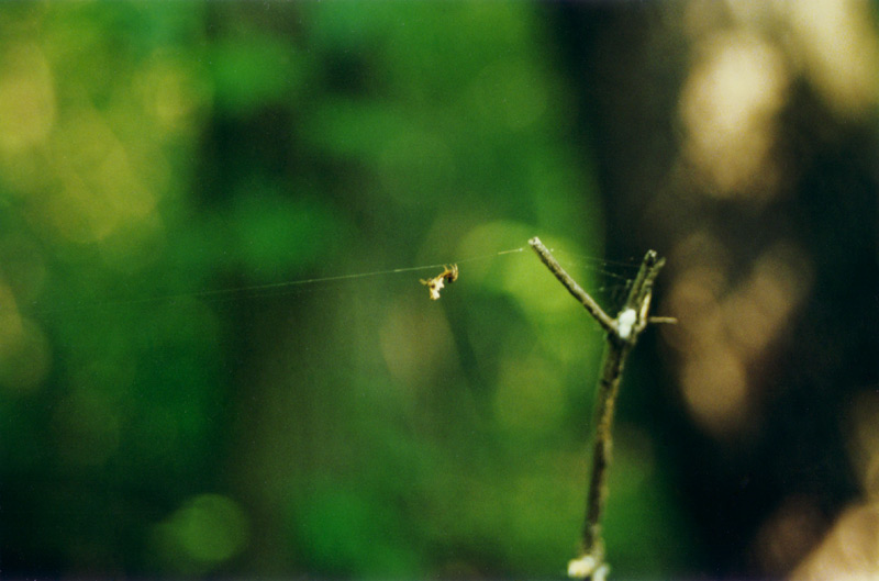 Spider Tightrope