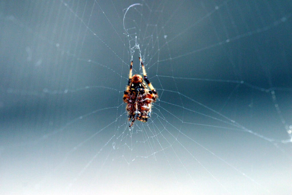 Spider in his Web