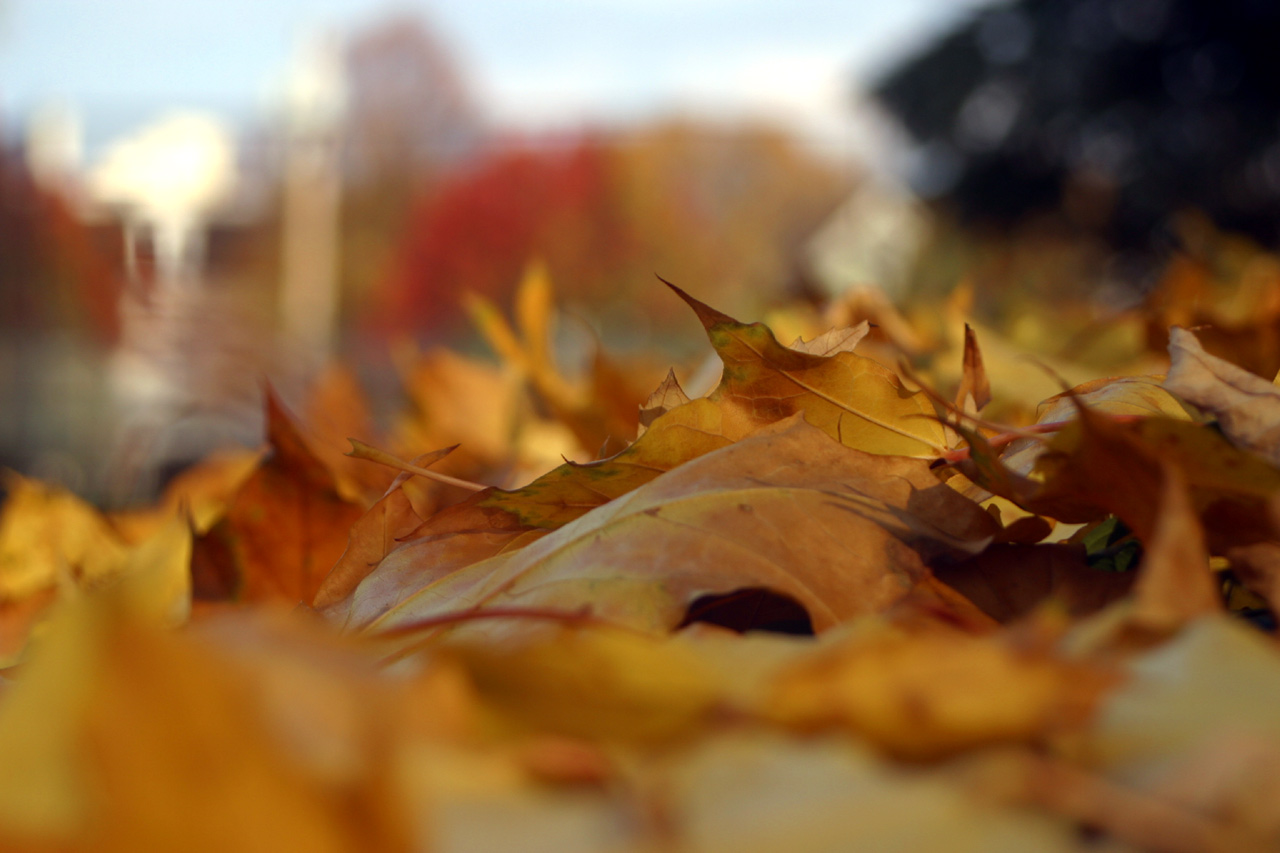 Tom 7's Photo Gallery : Woodsy : Fall Leaves #1