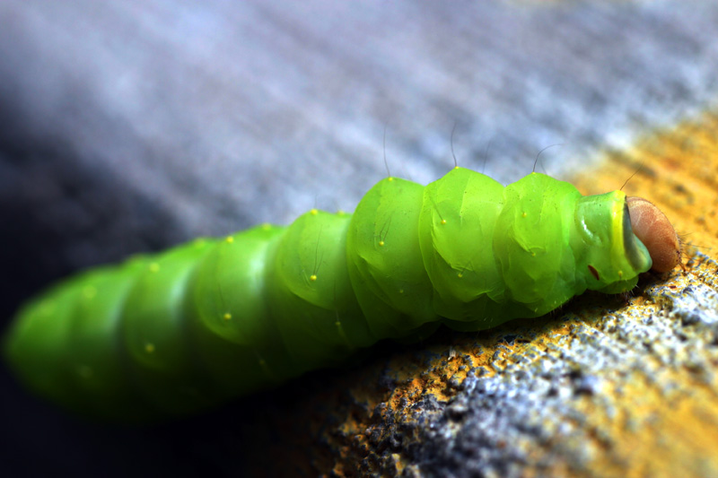 Caterpillar Xing