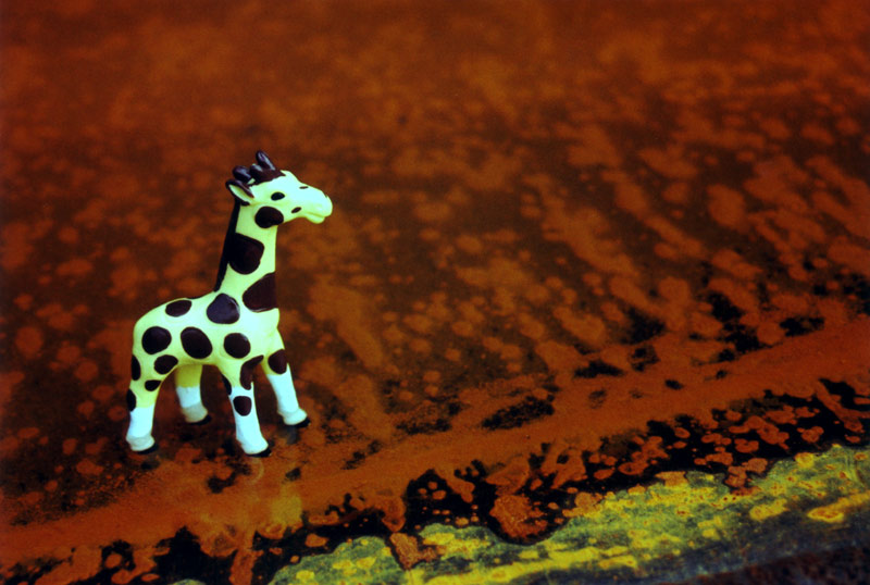 Giraffe Rust