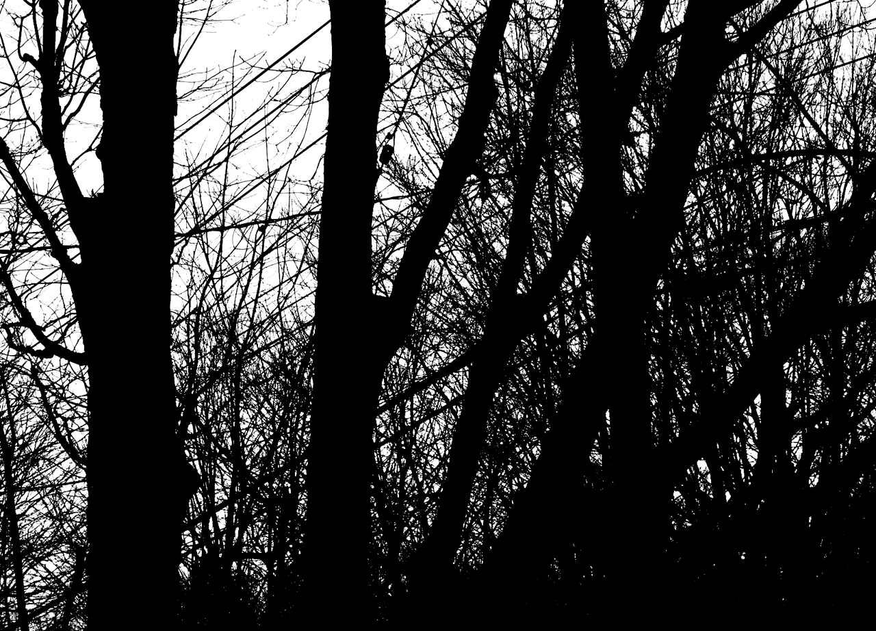 Trees (B/W)