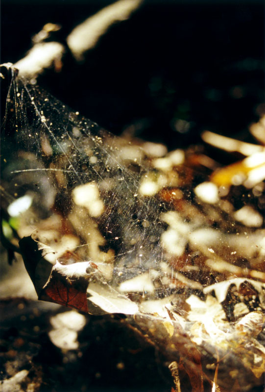 Webs on Leaves